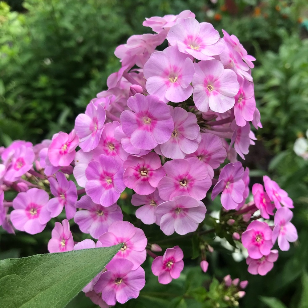 Meet your Posher, Natalia